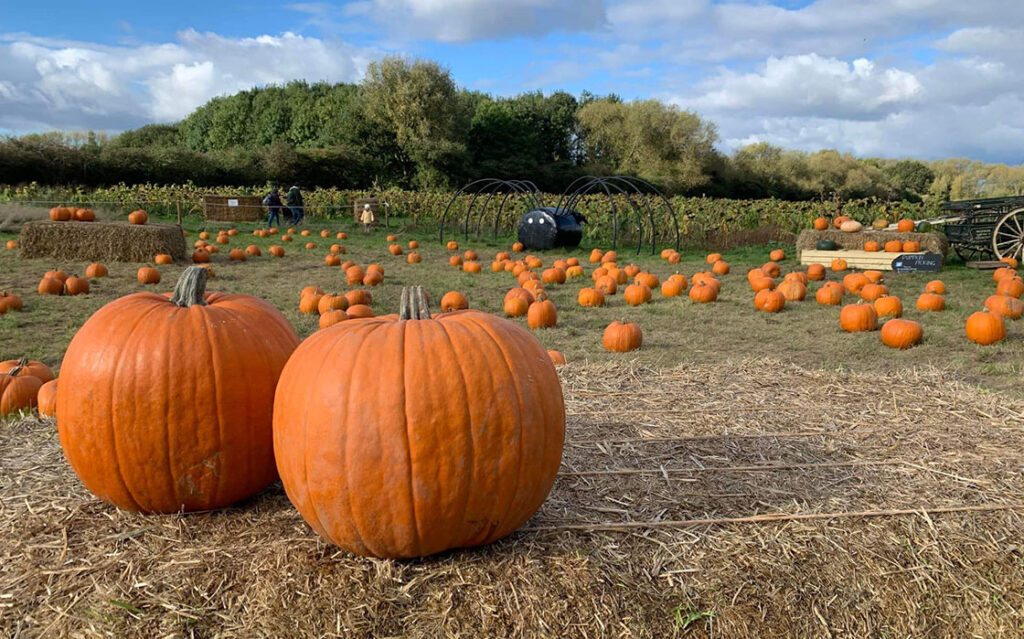 Numerous pumpkins spread across the forge mill farm