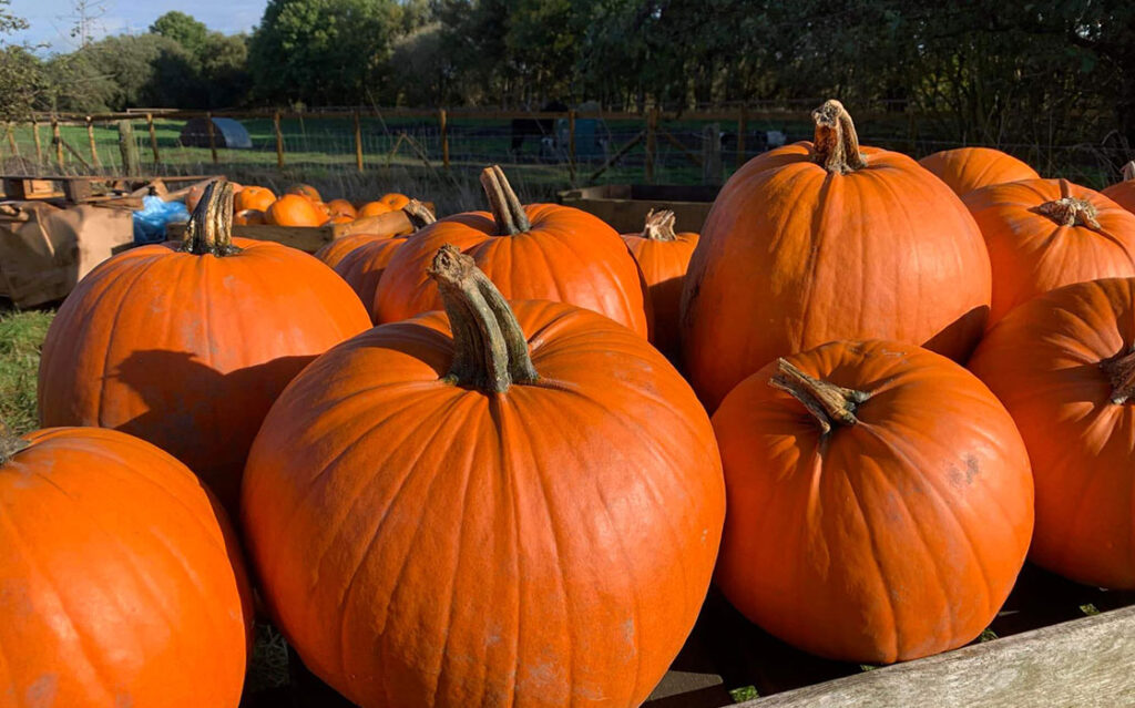 Harvested pumpkins in the farm