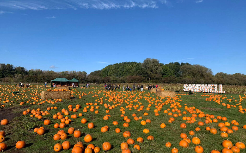 Farm seen with a lot of pumpkins after the pumpkin picking event