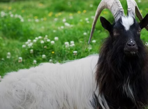 Bagot Goats