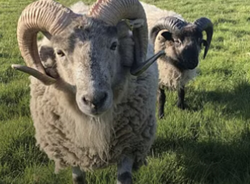 Boreray Sheep