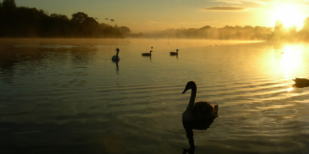 Lake with swans during sunset