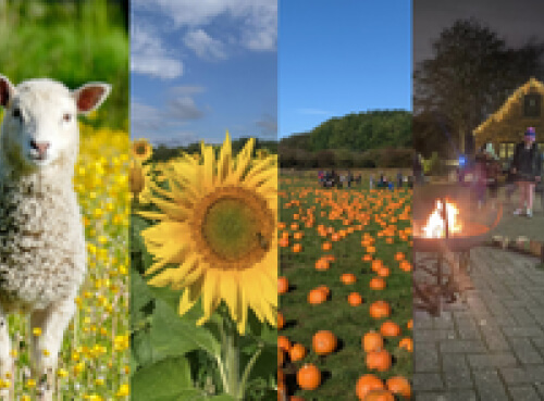 A collage of images with images of sheep,sunflowers,pumpkins and fireplace of forge mill farm