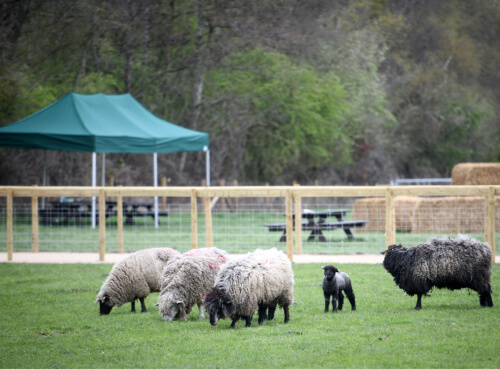 A herd of sheeps grazing in forge mill farm. tents and benches are seen in the background