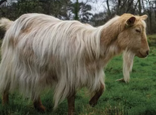 Golden Gurnsey Goats