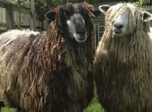 Leicester Longwood Sheep