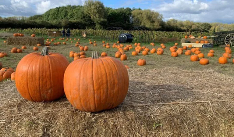 Image for Pumpkin Picking at Forge Mill Farm
