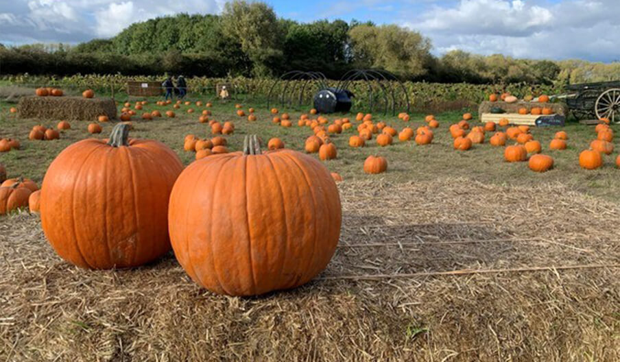 Pumpkins spread across the farm set in a lush green background