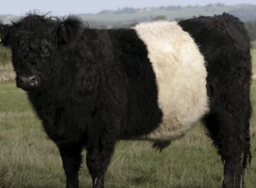 Belted Galloway Cattle