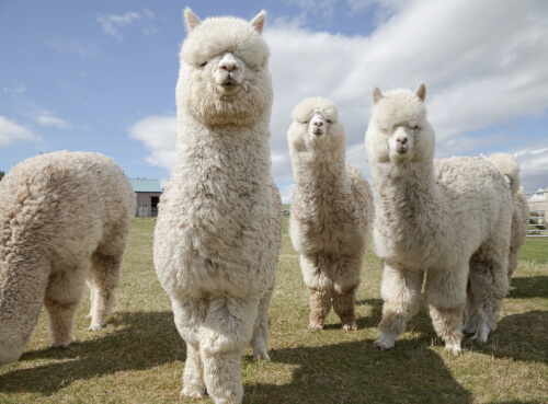 Alpacas