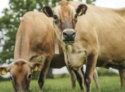 Jersey Cattle