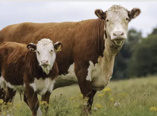 Traditional Hereford Cattle