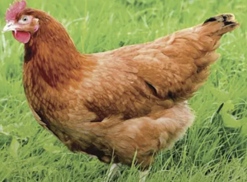 Hy-line Chickens