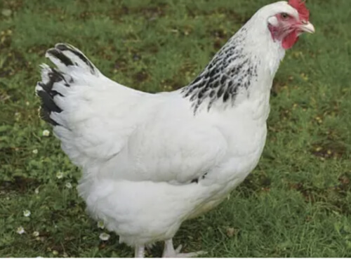 Light Sussex Chickens