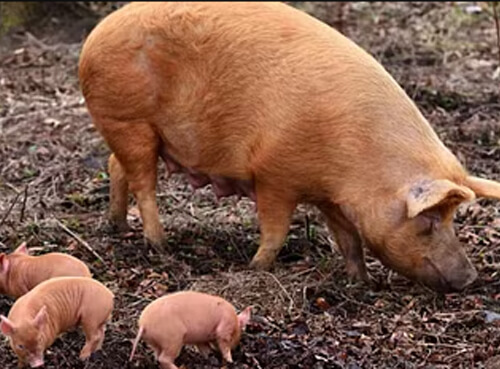 Tamworth Pigs