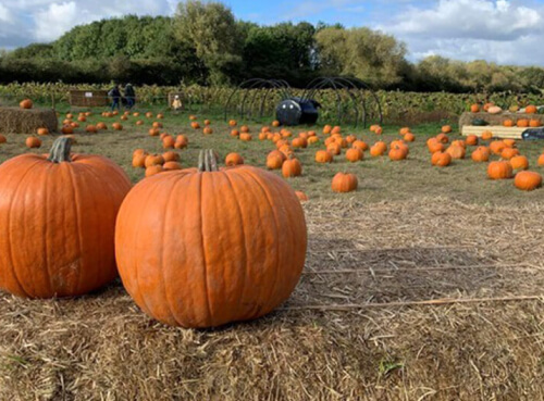 Pumpkins spread across the farm set in a lush green background