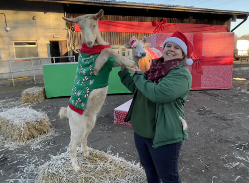 Farm staff in winter clothing and a Christmas cap playing with a farm animal wearing a green dress.