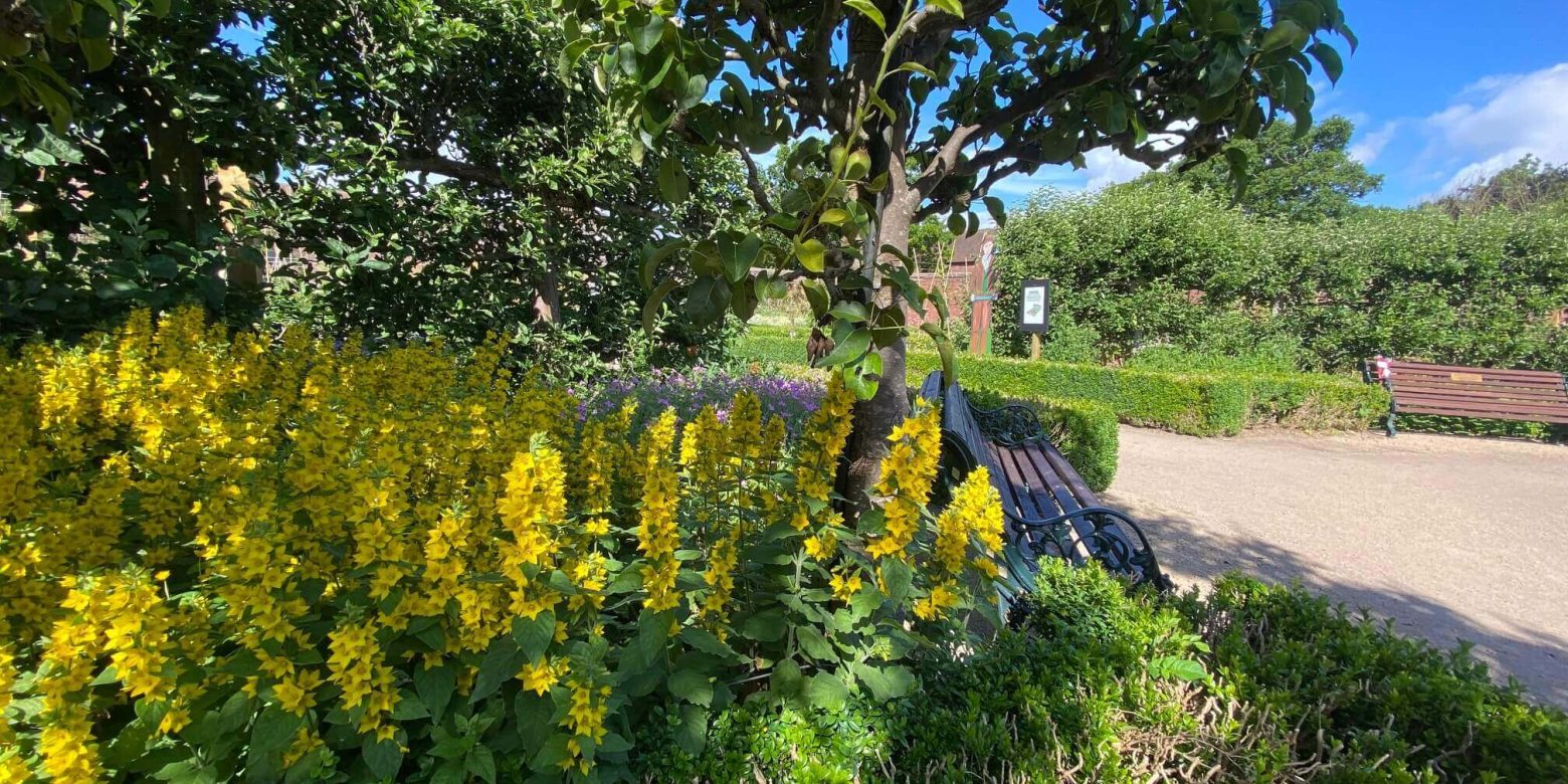 Garden with yellow flowers and park benches